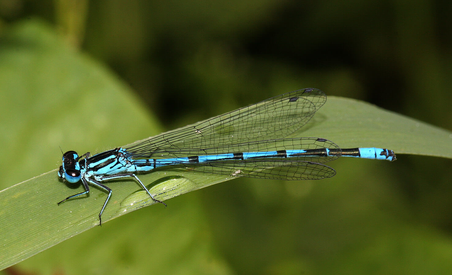 Male Azure Damselfly by Val Perrin